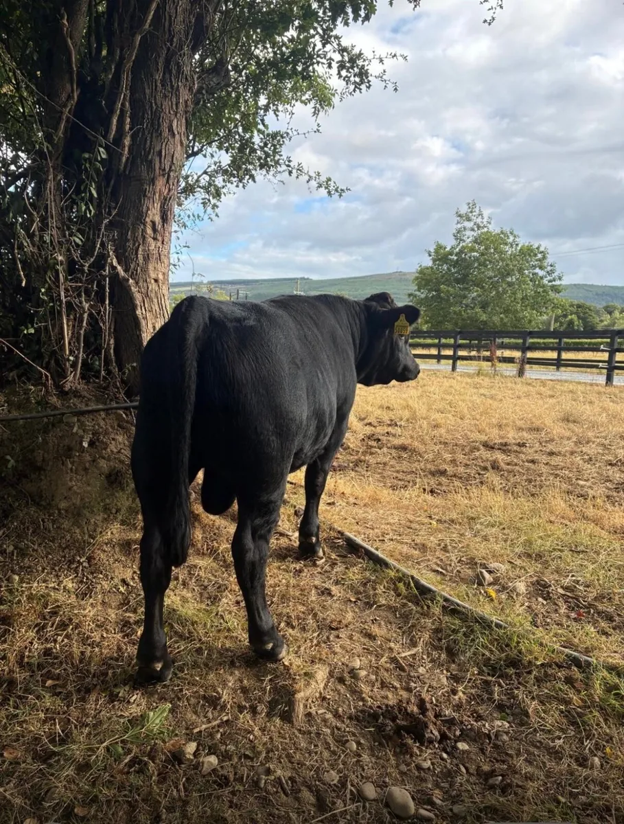 FOR SALE – REGISTERED PEDIGREE DEXTER BULL - Image 2