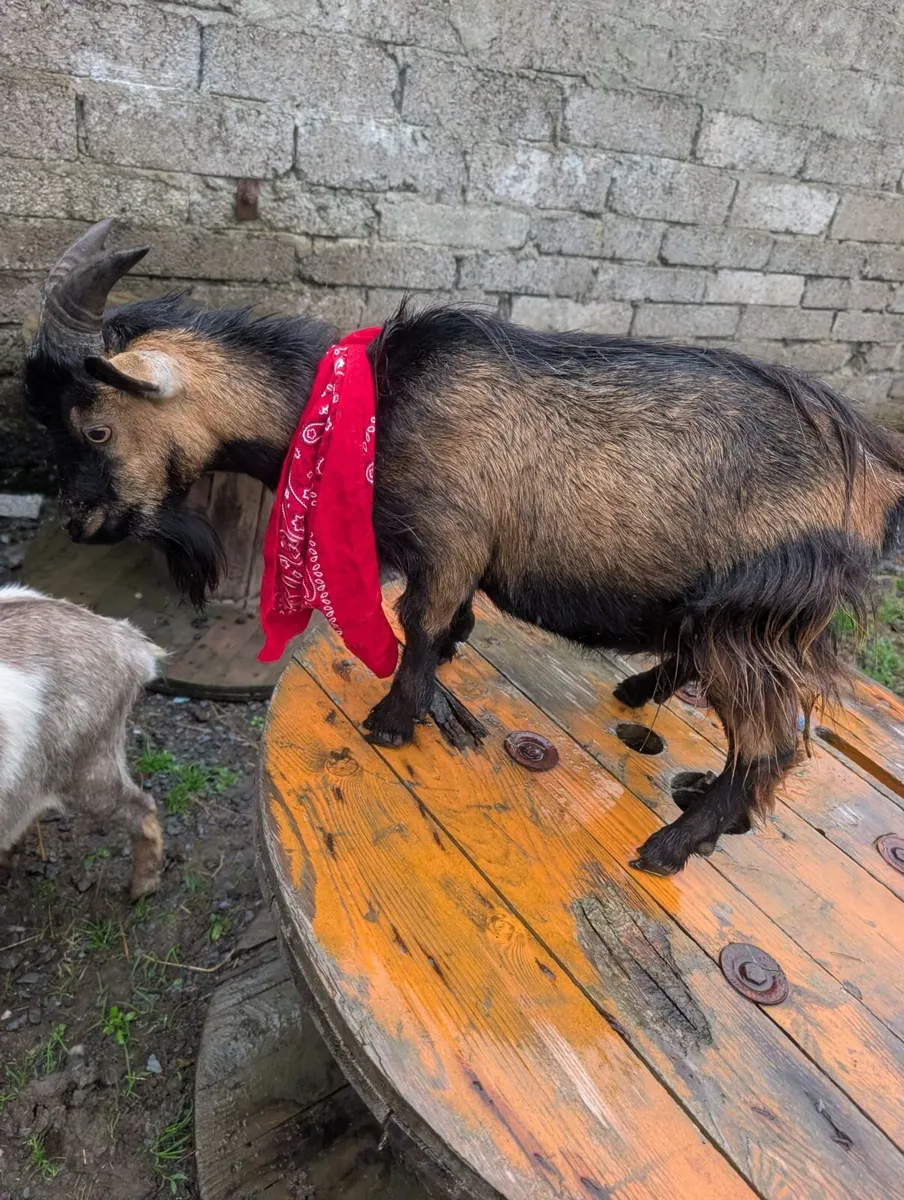 Pygmy Male Goat - Image 2