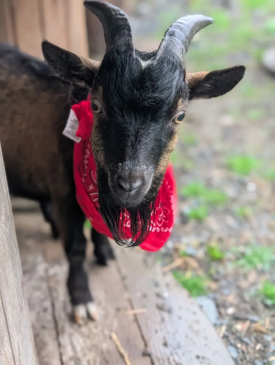 Pygmy Male Goat - Image 1