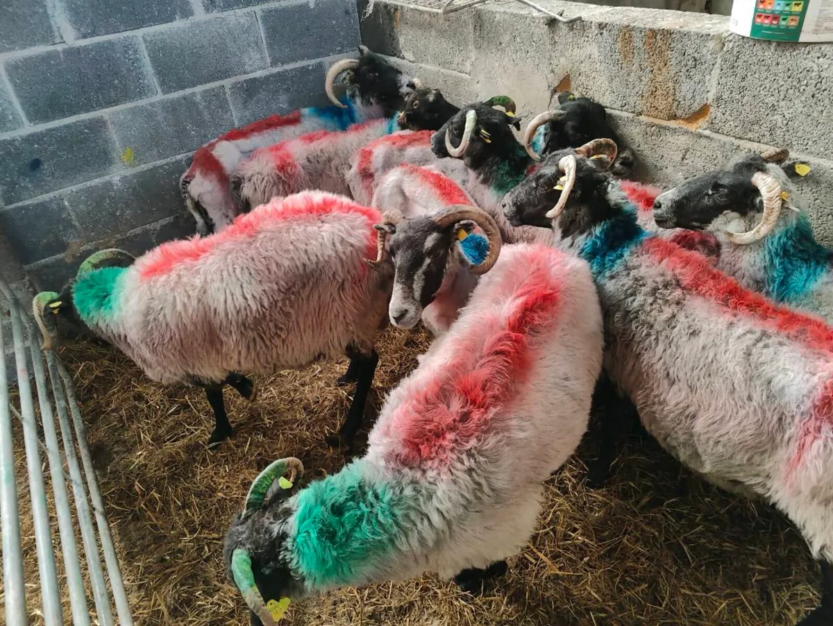 Aged ewe's - Image 2