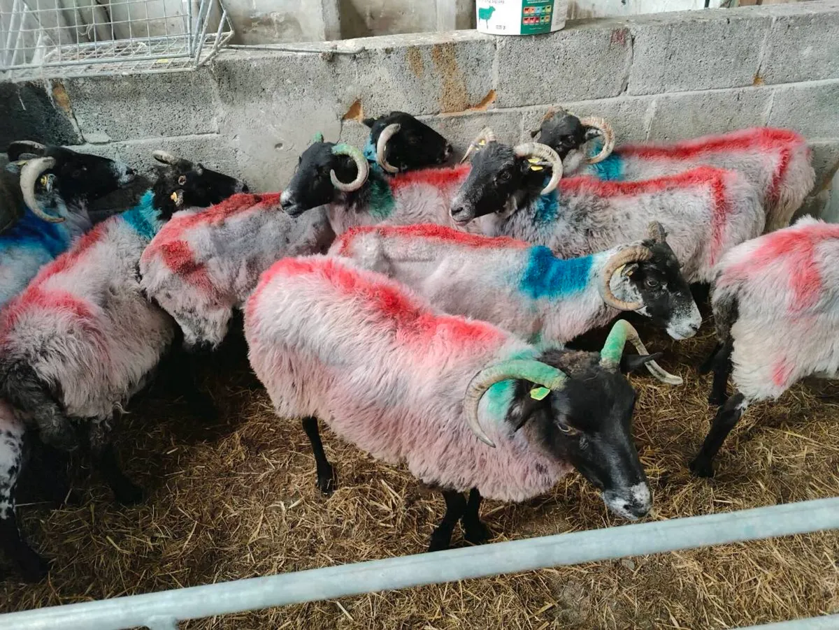 Aged ewe's - Image 1