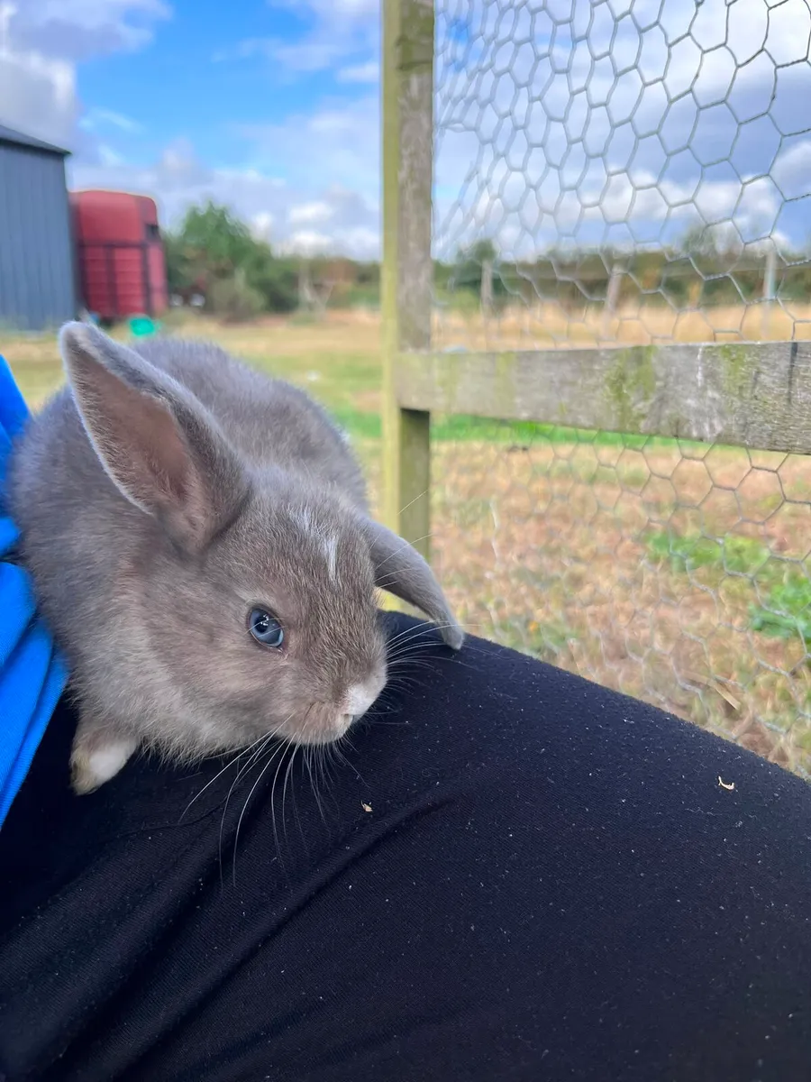 Baby rabbits - Image 2