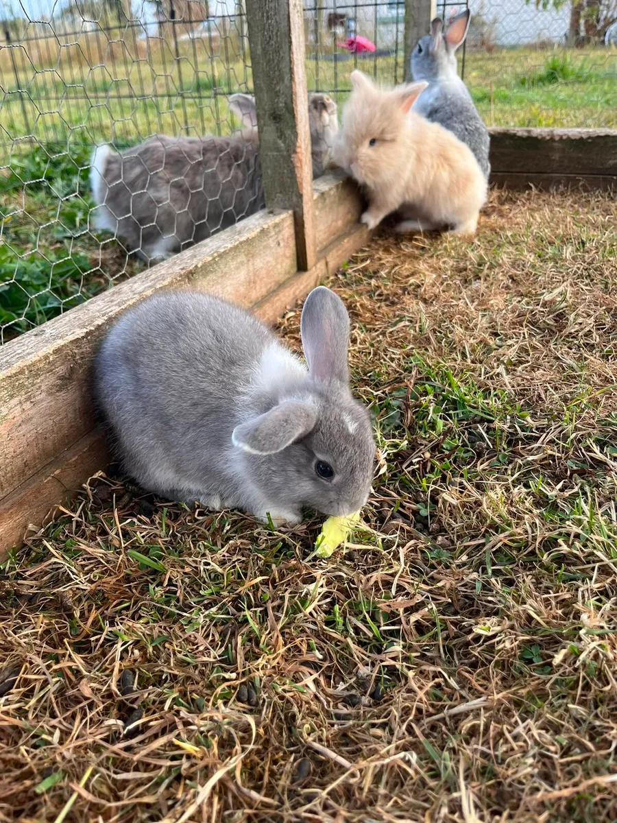 Baby rabbits - Image 3
