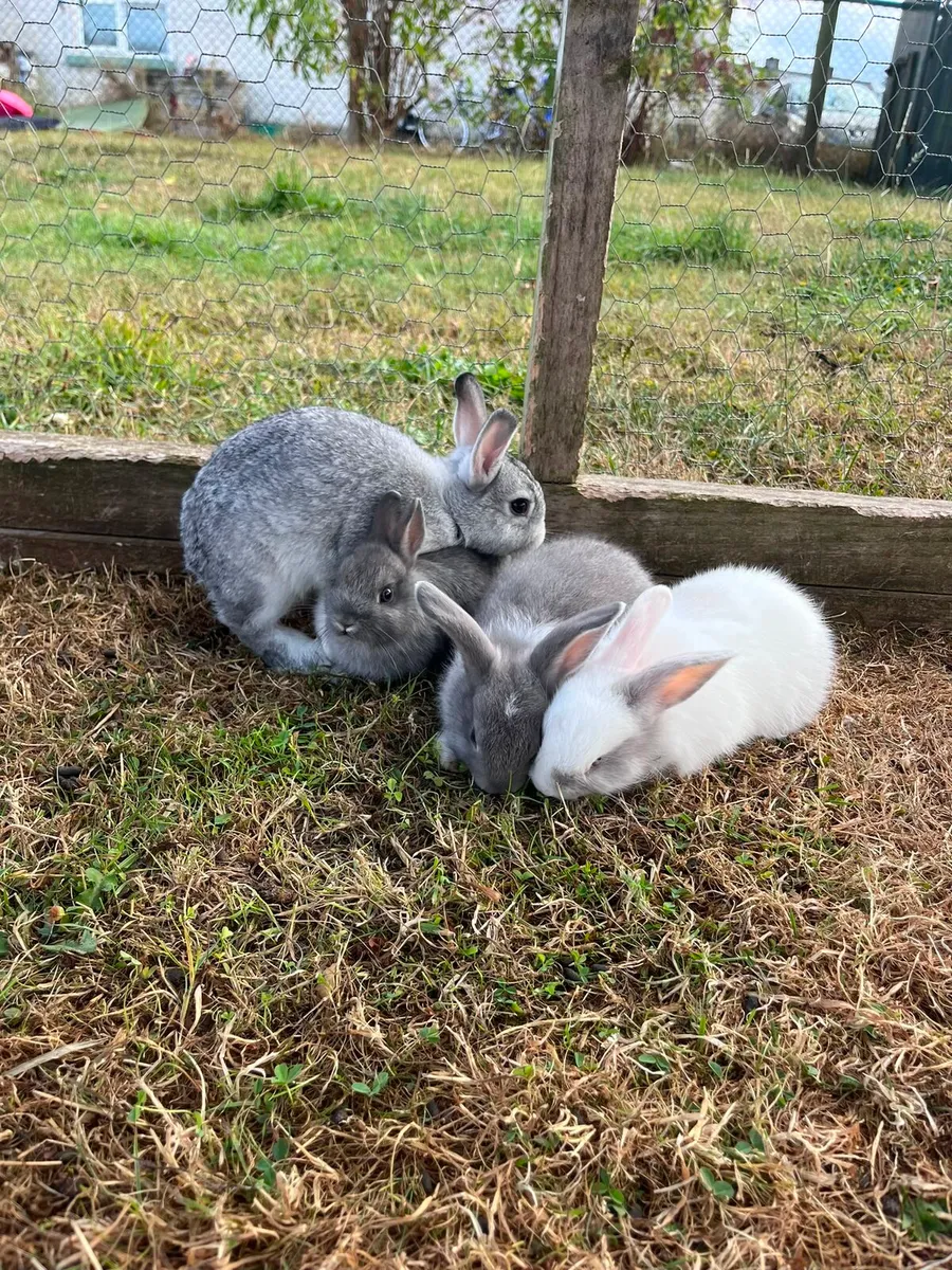 Baby rabbits - Image 4