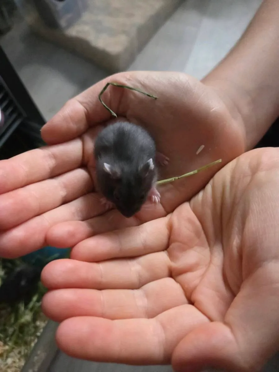 Baby hamsters - Image 3