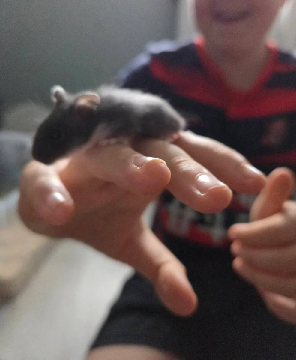 Baby hamsters - Image 4