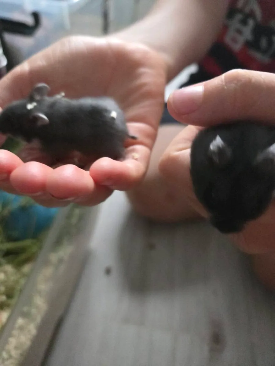 Baby hamsters - Image 2
