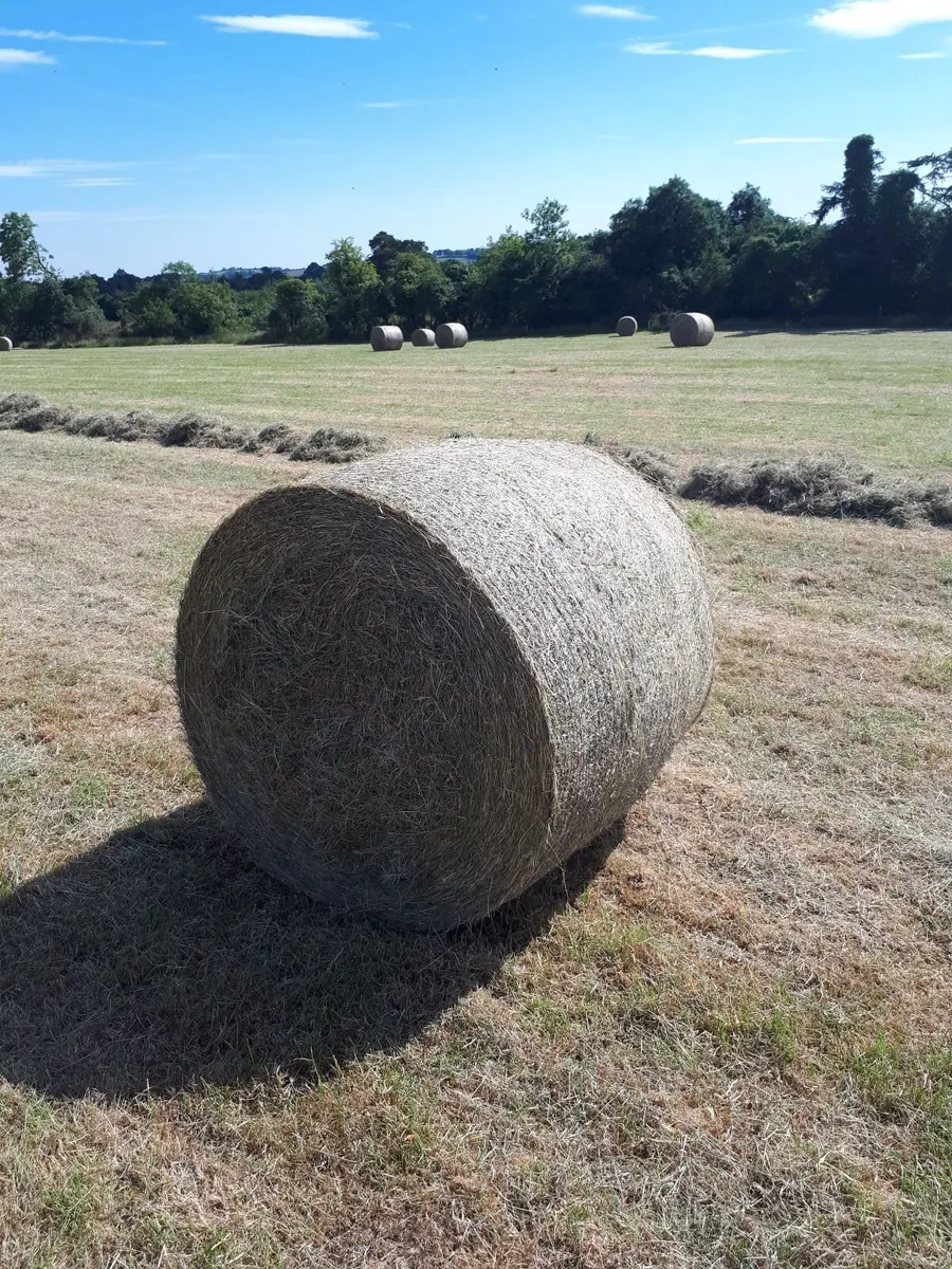 Hay - Image 2