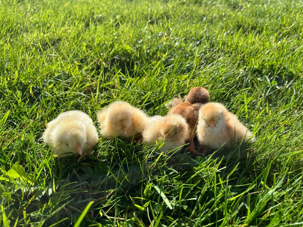 5 healthy mixed breed chicks