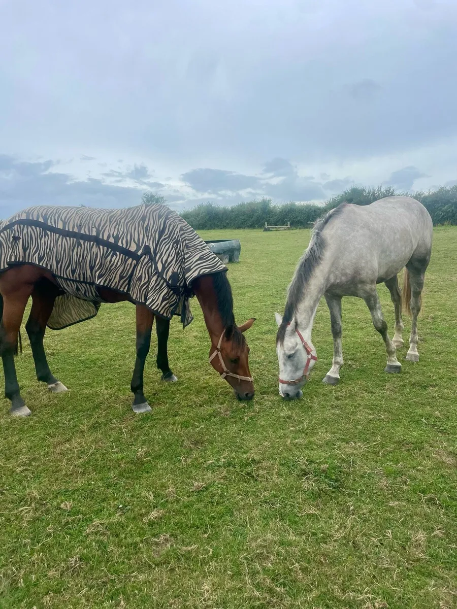 Livery available - Image 1