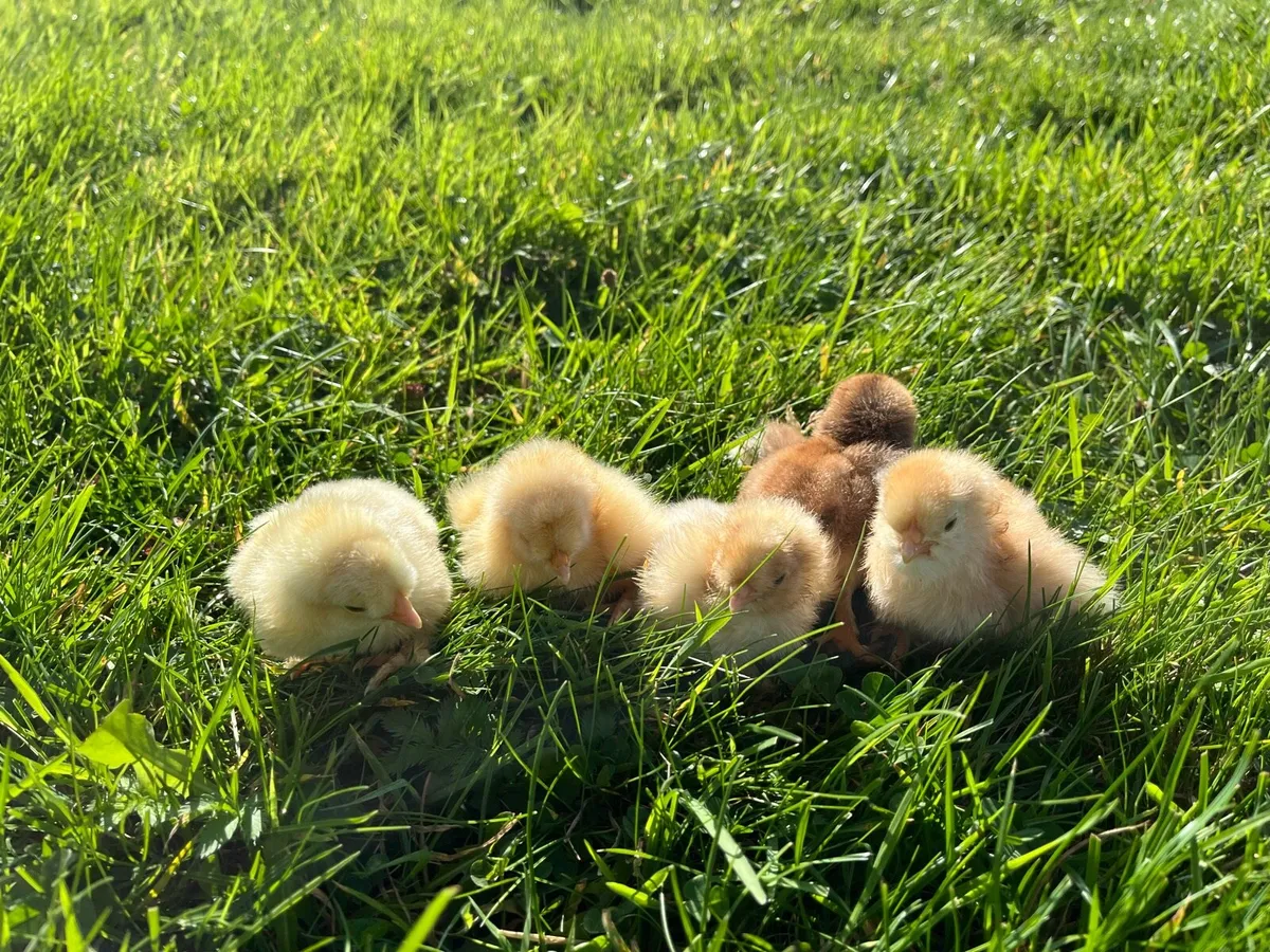 5 healthy Mixed breed chicks