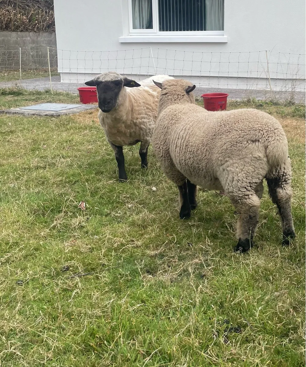 Ram - Image 1