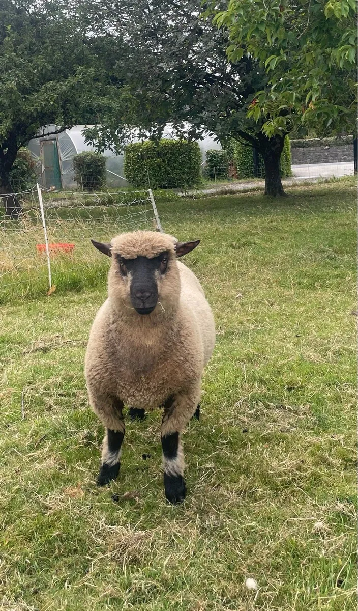 Ram - Image 2