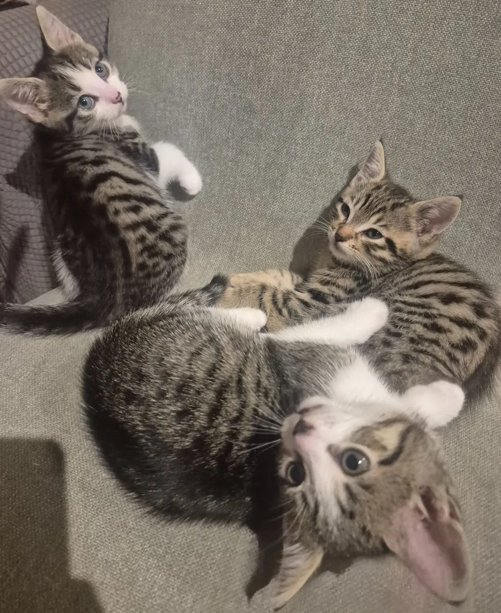 Kittens - Image 2