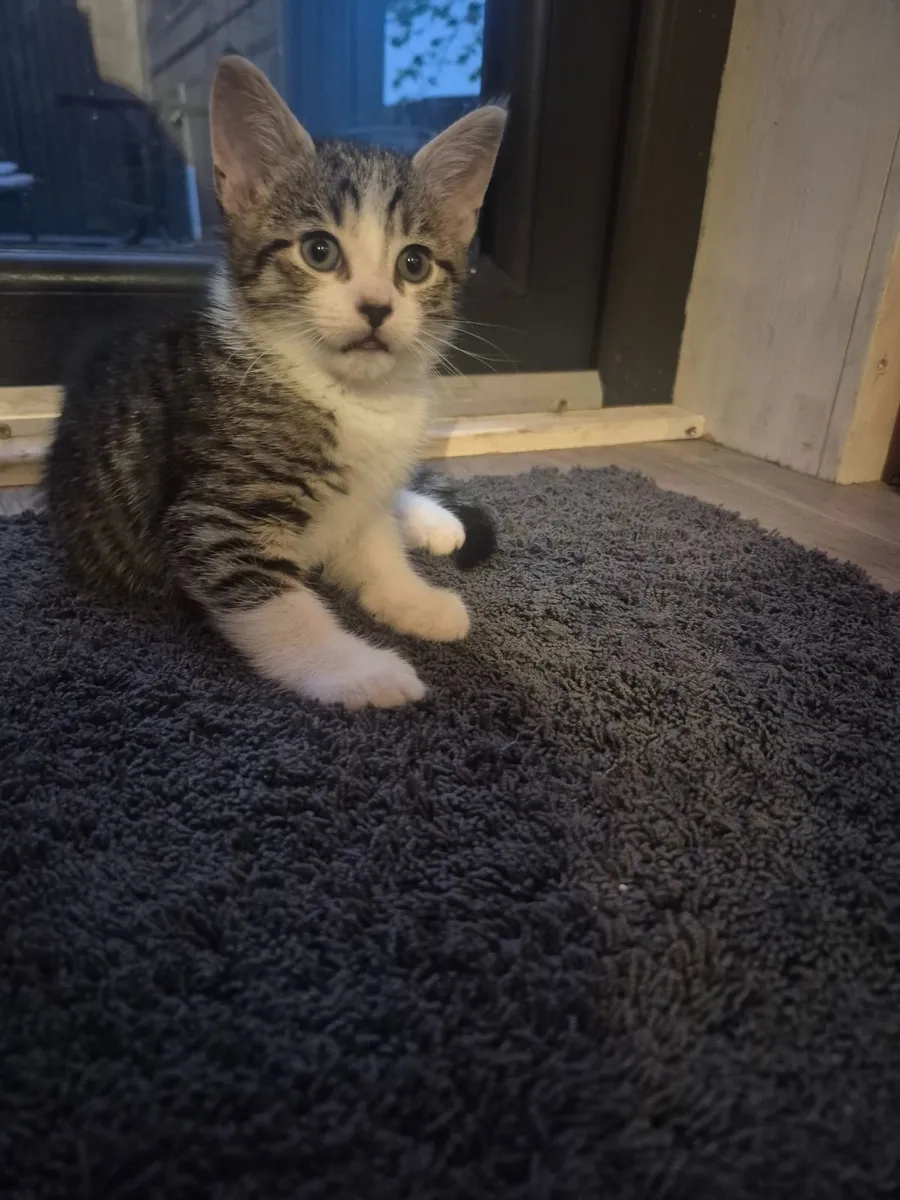 Kittens - Image 3