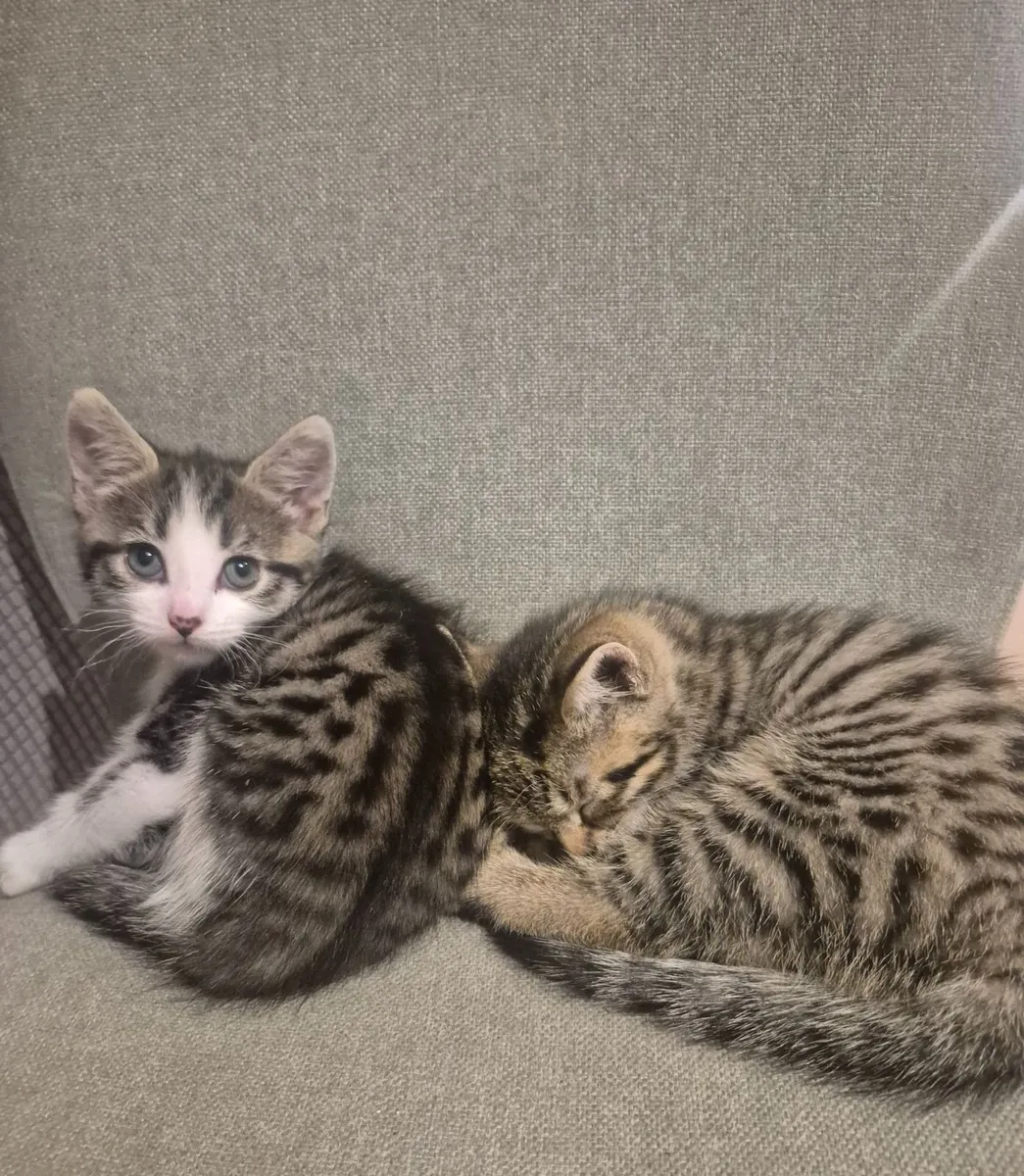 Kittens - Image 4