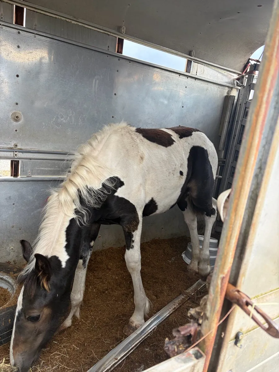 half bred foal to make over 14 hh - Image 2