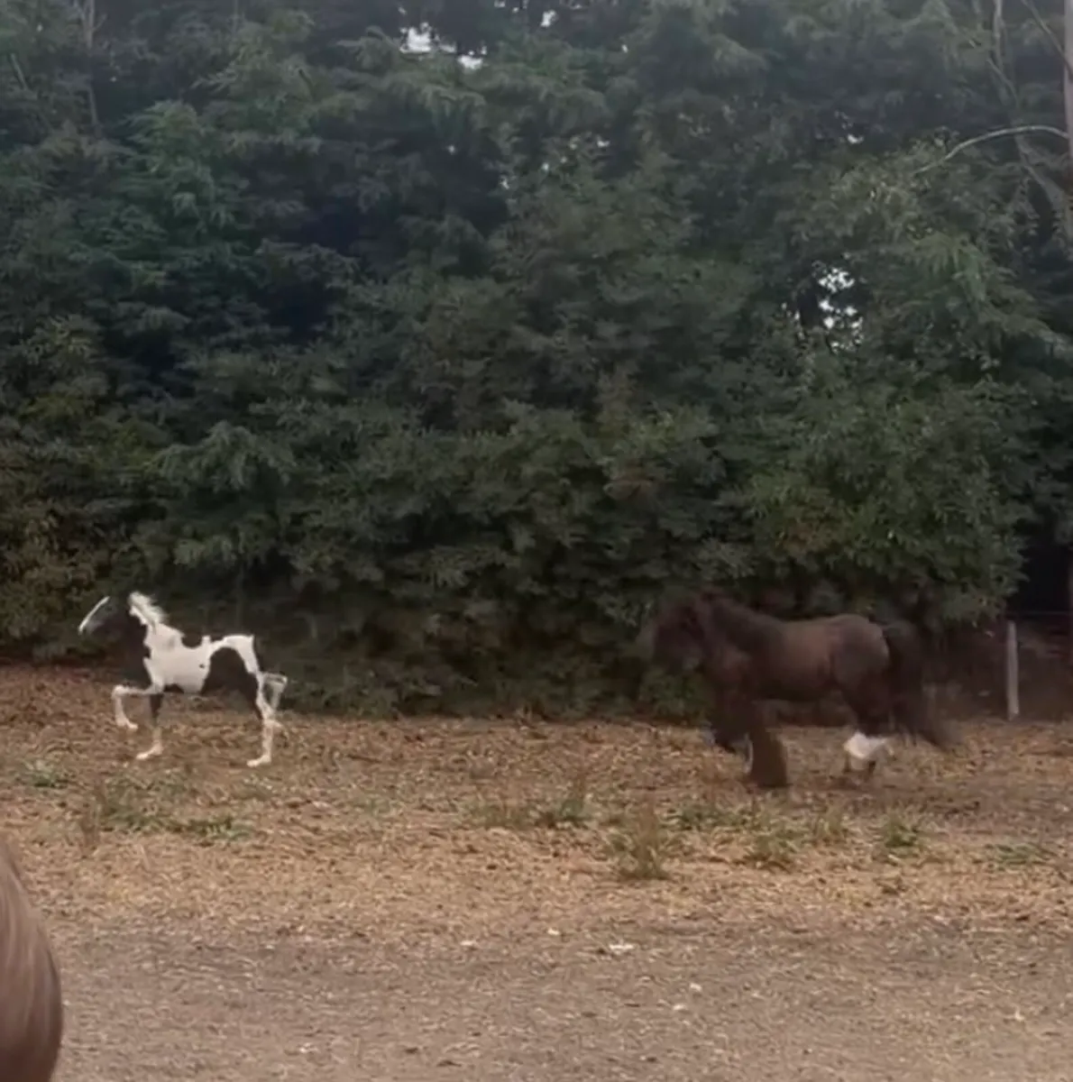 half bred foal to make over 14 hh - Image 3