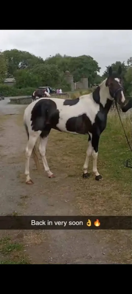half bred foal to make over 14 hh - Image 4