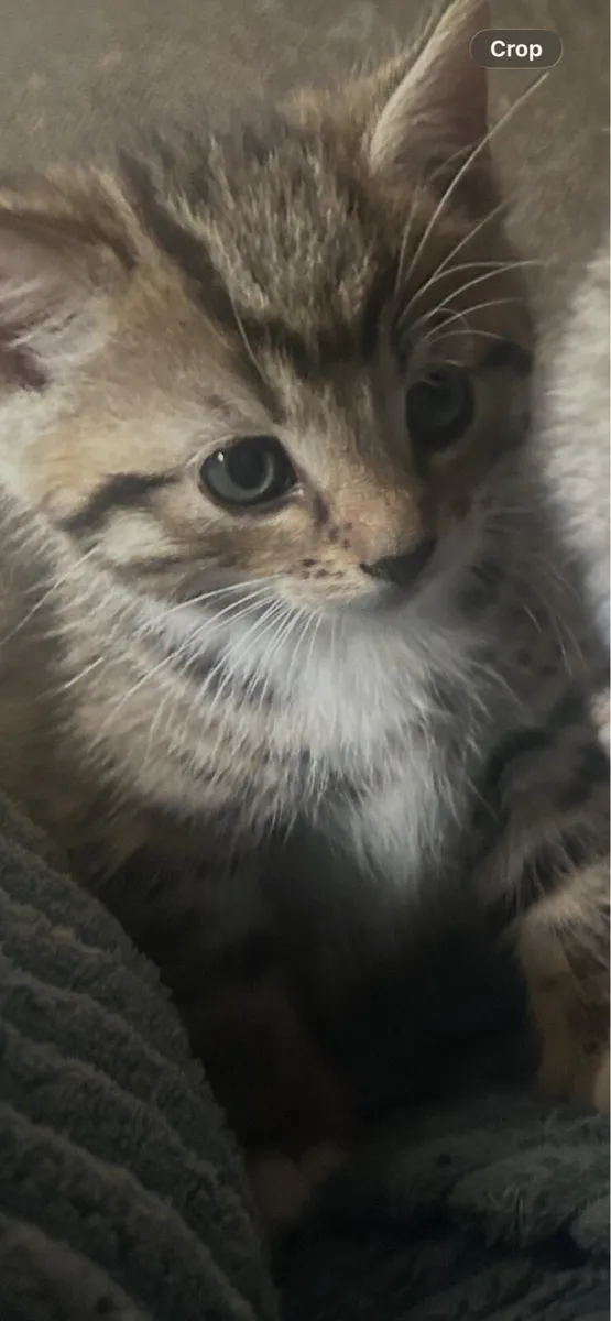Tabby Kittens - Image 2