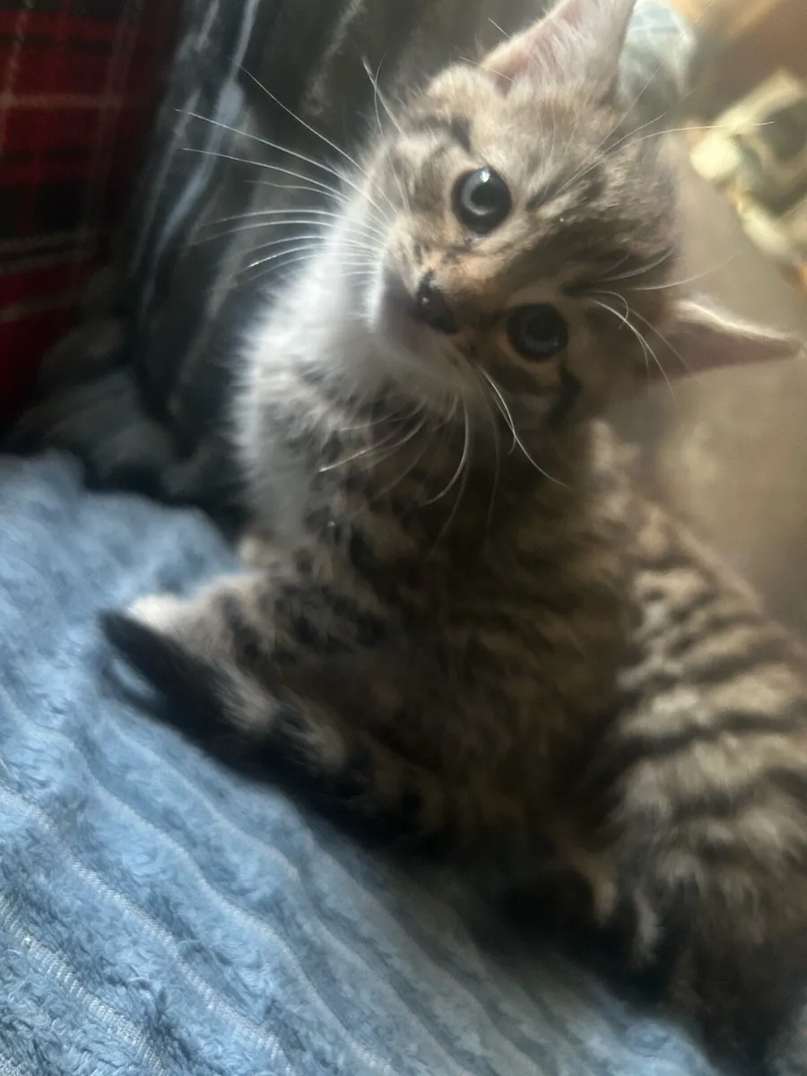 Tabby Kittens - Image 3