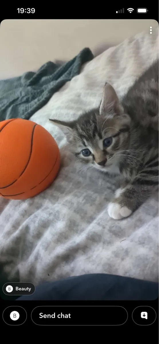 Tabby Kittens - Image 4