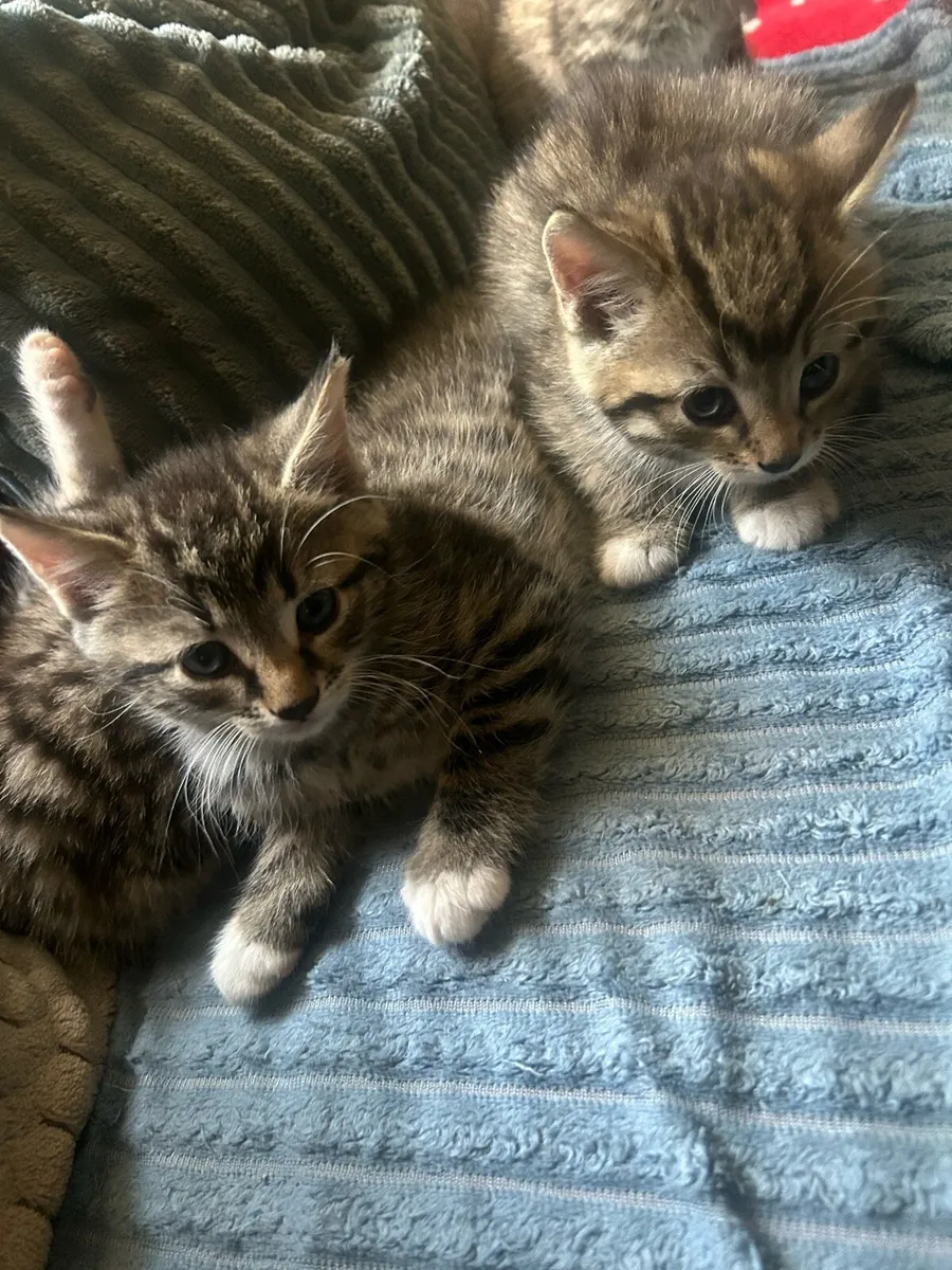 Tabby Kittens - Image 1