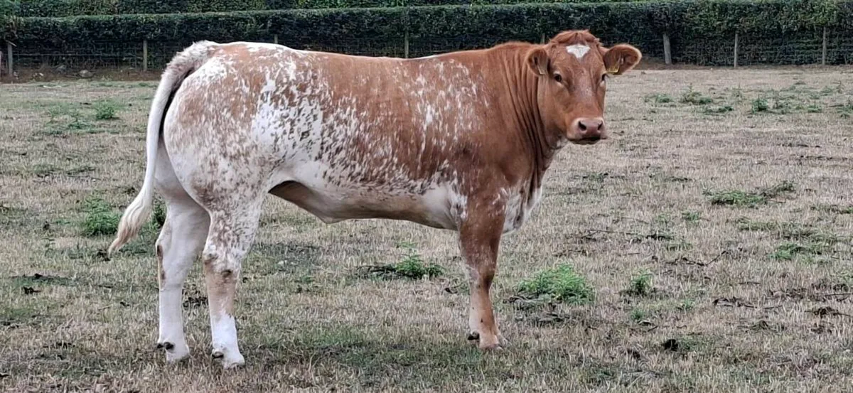 Incalf heifer