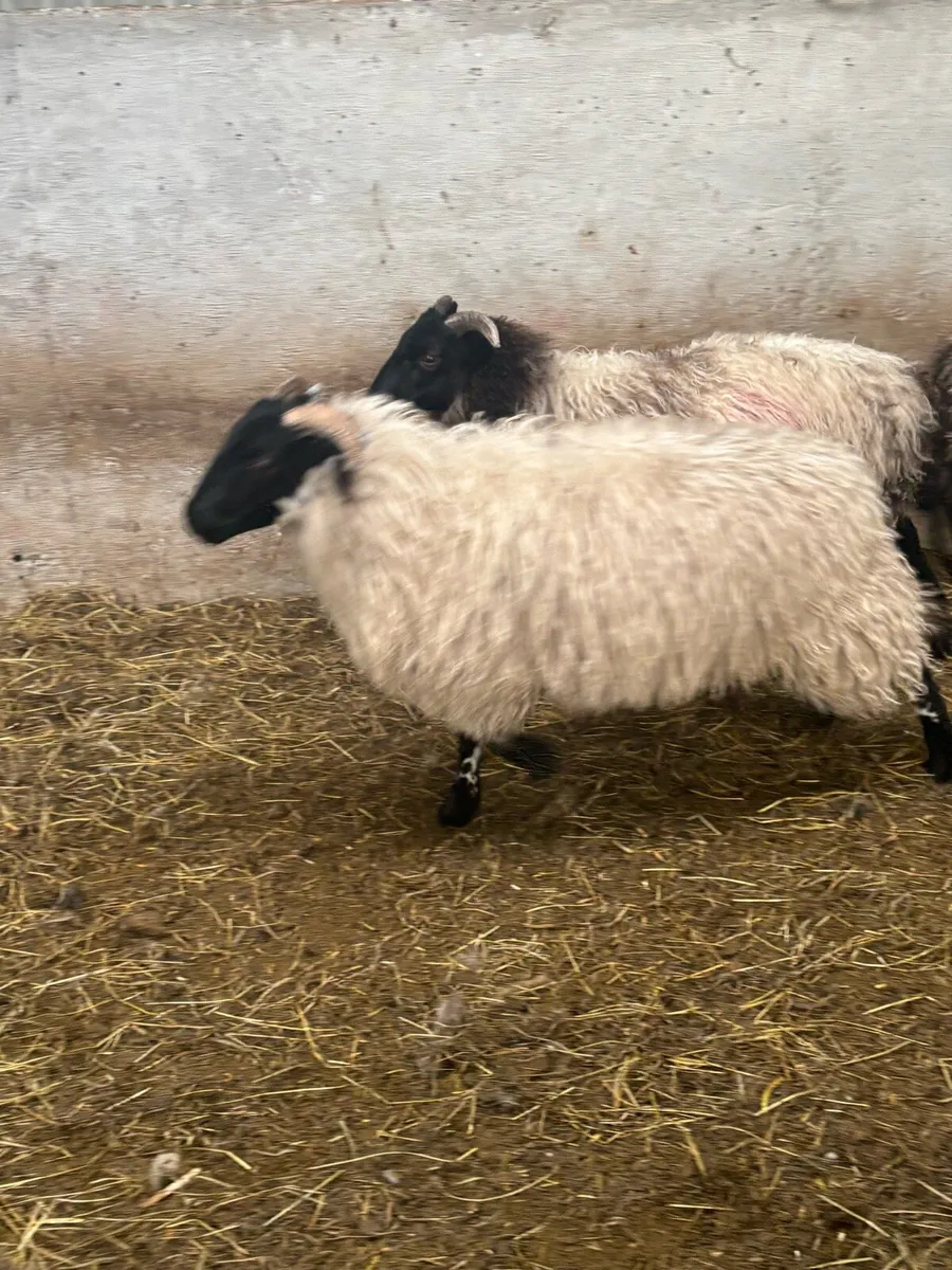 Blackface ewe lambs - Image 1
