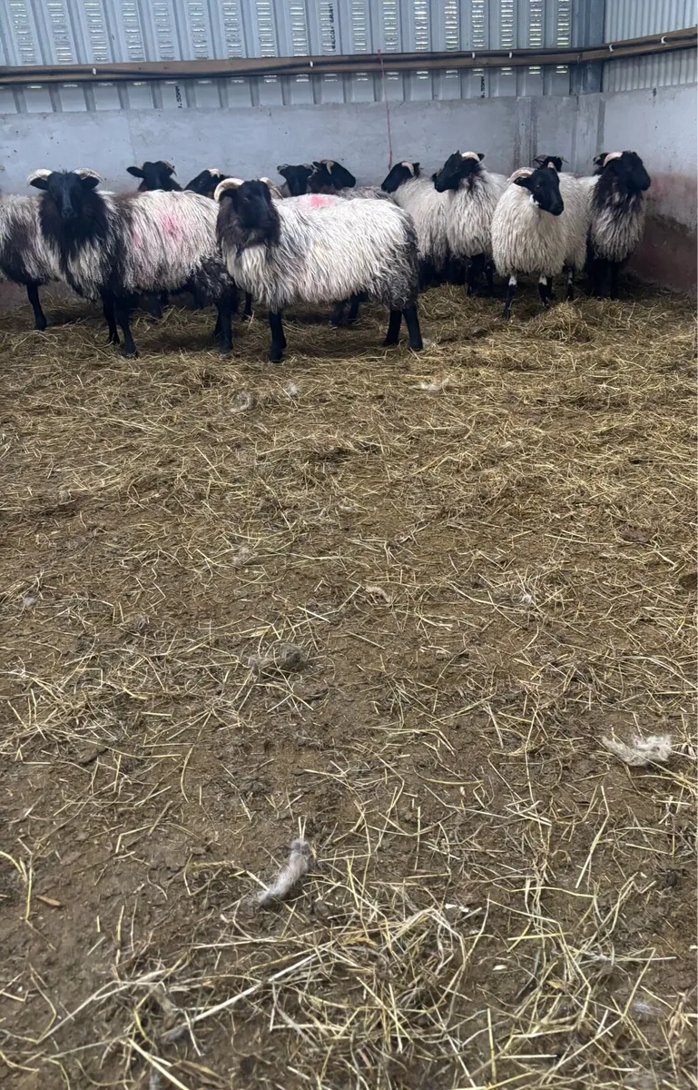Blackface ewe lambs - Image 2