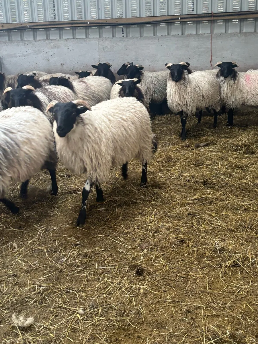 Blackface ewe lambs - Image 3