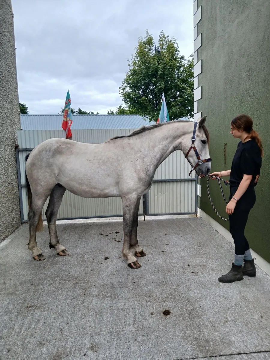 15. 2 Over size connemara gelding - Image 2
