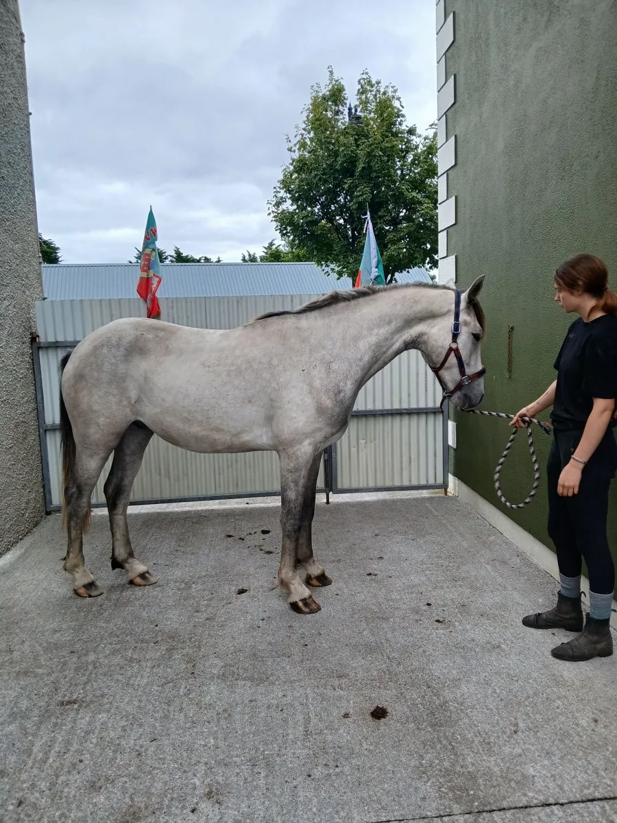 15. 2 Over size connemara gelding - Image 1