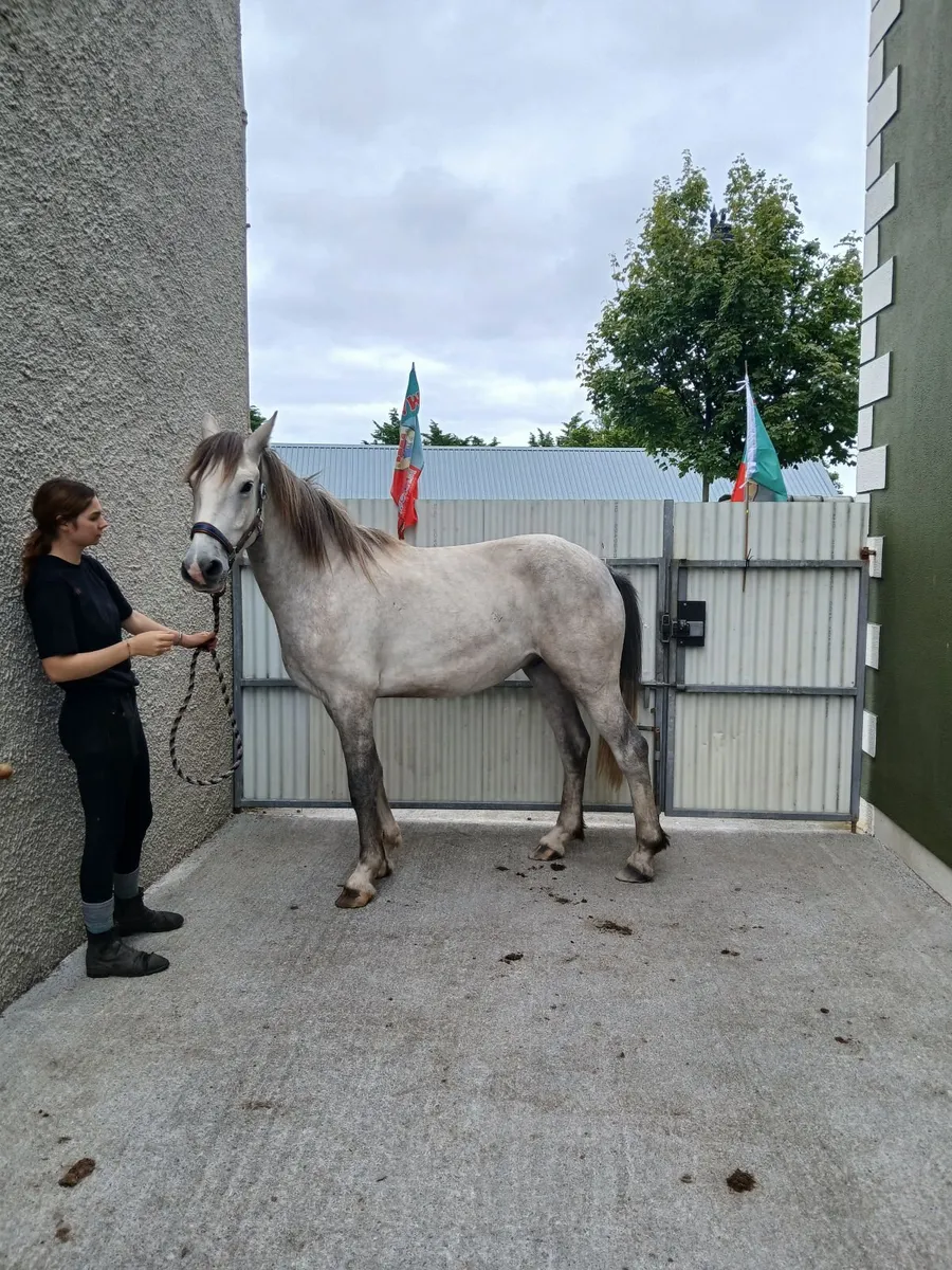 15. 2 Over size connemara gelding - Image 3