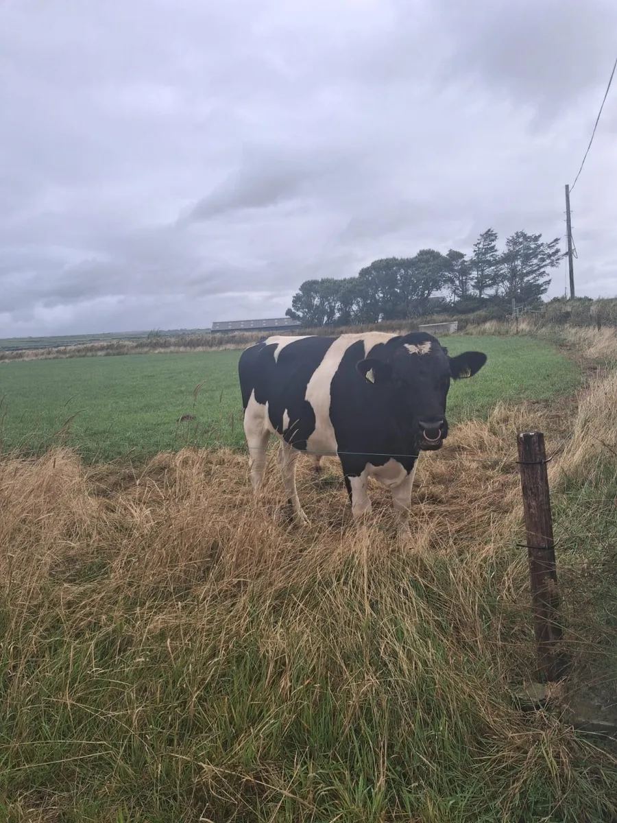 Pedigree British Bull - Image 1