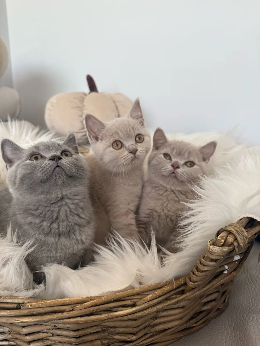 British Shorthair - Image 1