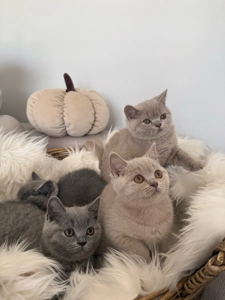 British Shorthair - Image 2