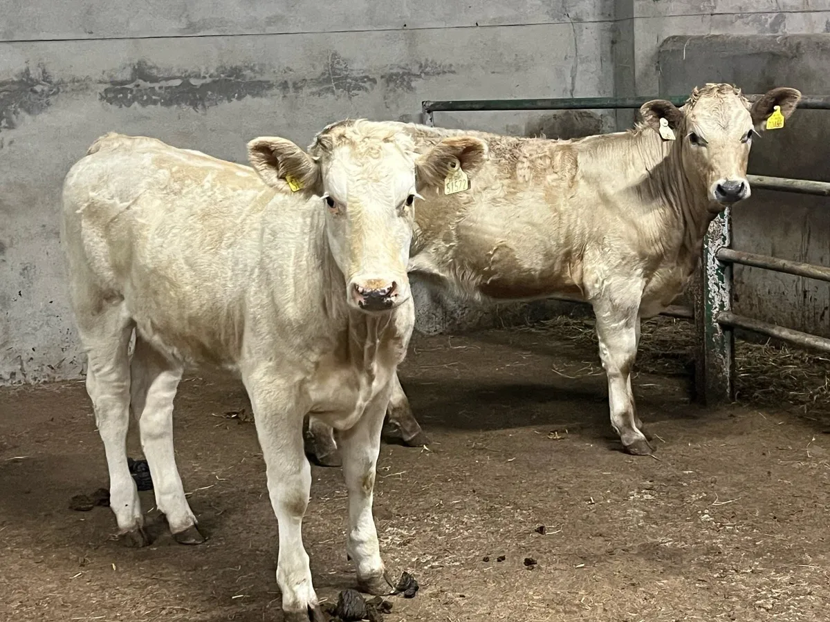 SUCKLER BRED 300KG HEIFER WEANLINGS - Image 2