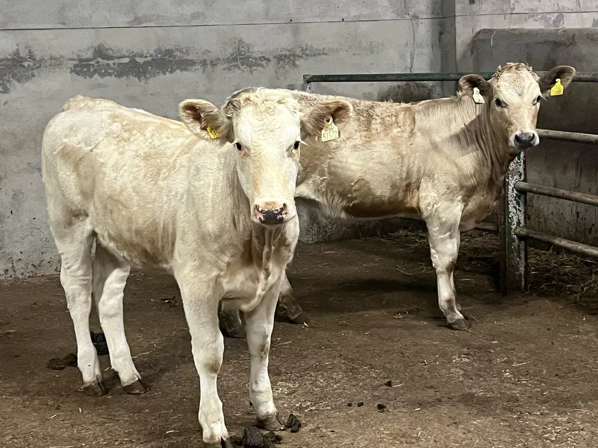 SUCKLER BRED 300KG HEIFER WEANLINGS - Image 1