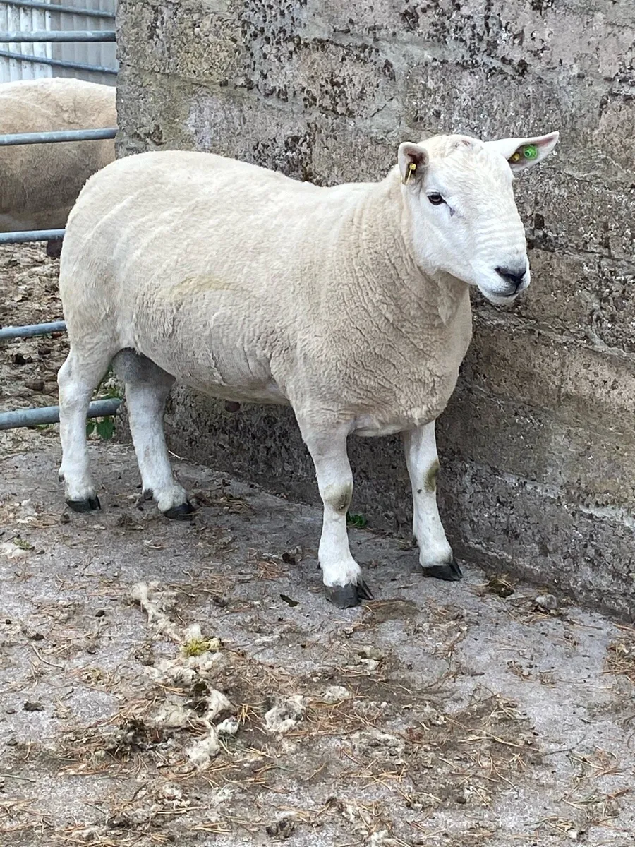North Country Ram - Image 1