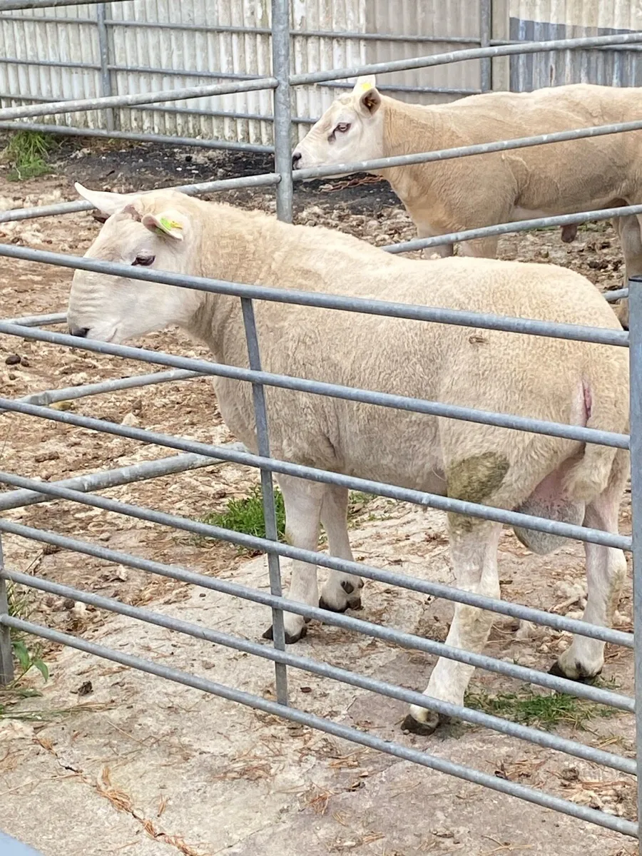 North Country Ram - Image 4