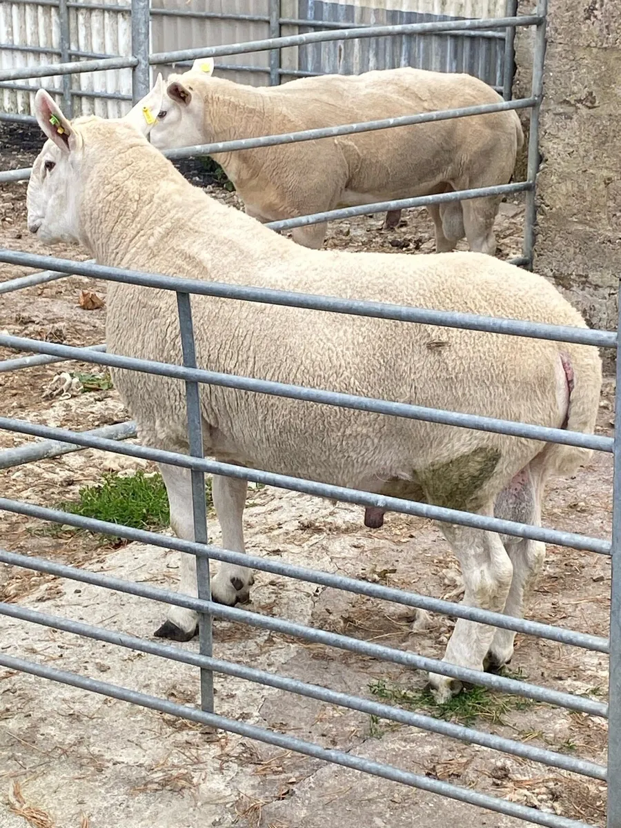 North Country Ram - Image 2