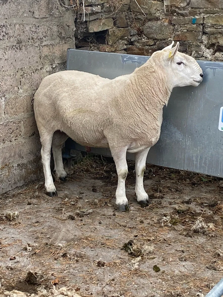North Country Ram - Image 3