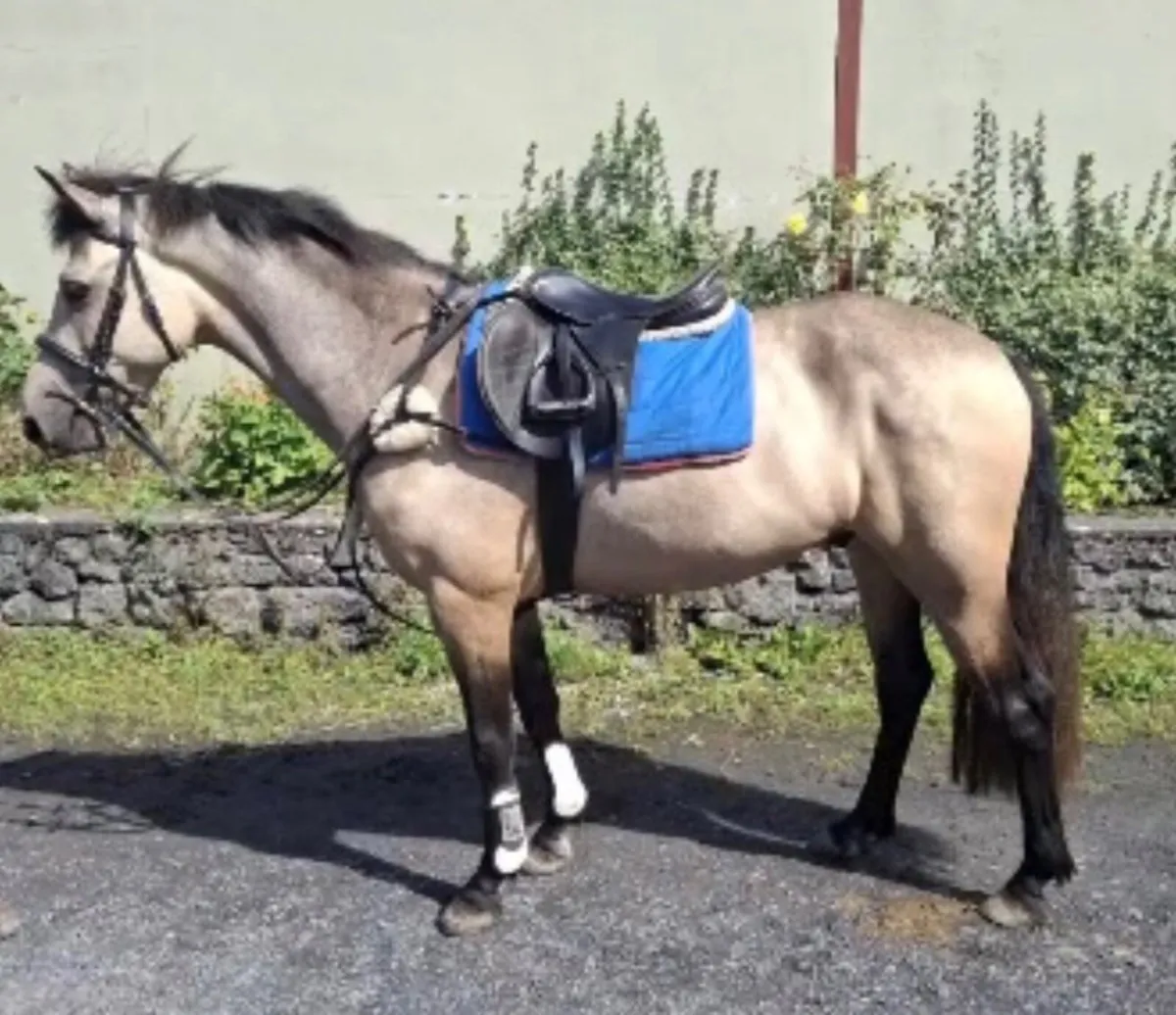 4 Year Old Dun Conemara Gelding - Image 1