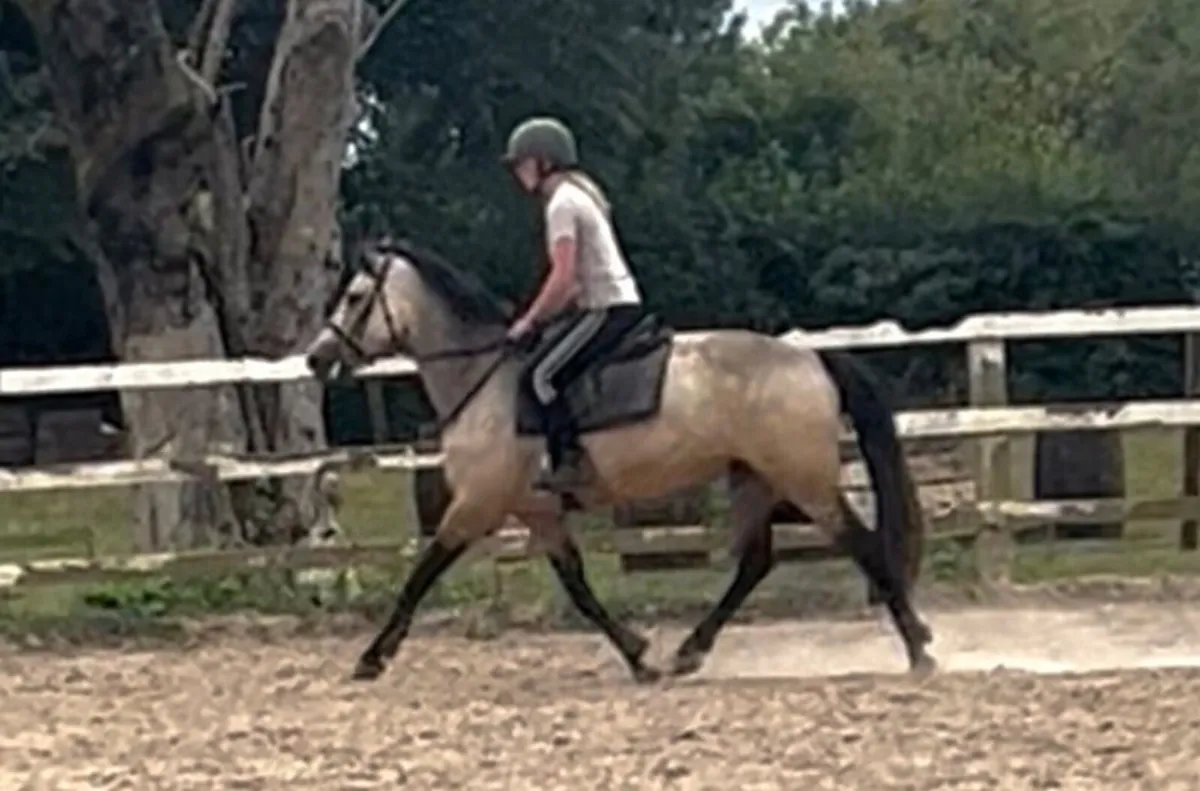 4 Year Old Dun Conemara Gelding - Image 3