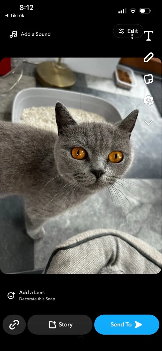Female British shorthair - Image 3