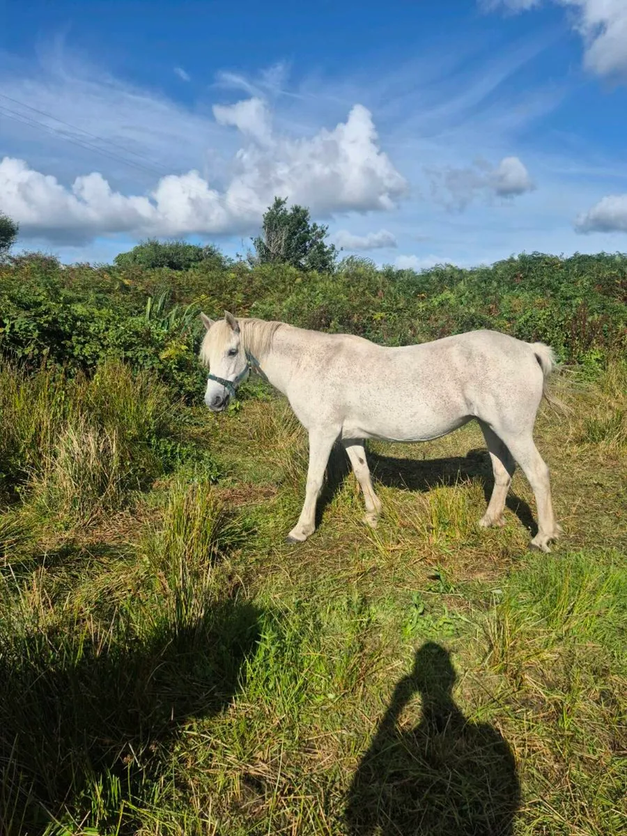 CONNEMARA PONY GRADE 1 - Image 1