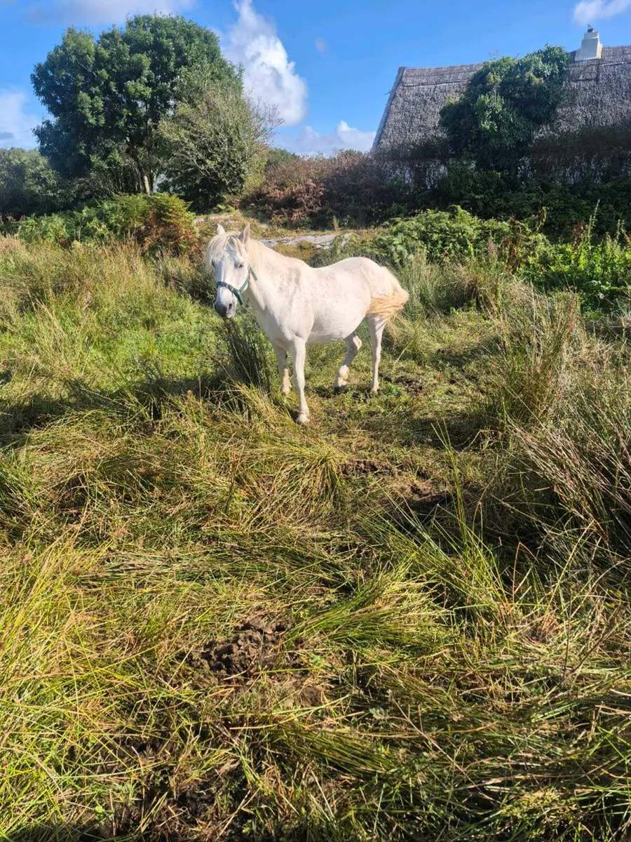 CONNEMARA PONY GRADE 1 - Image 2