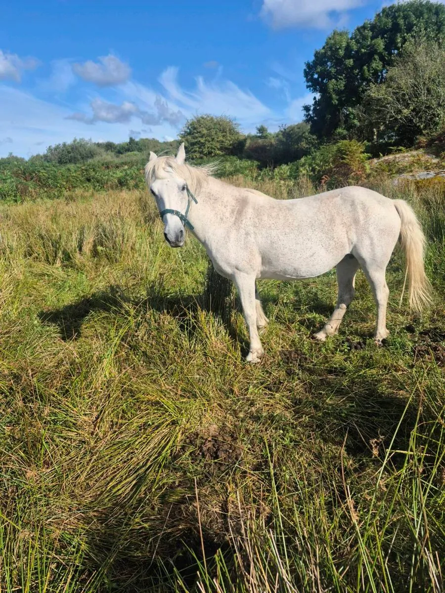 CONNEMARA PONY GRADE 1 - Image 3