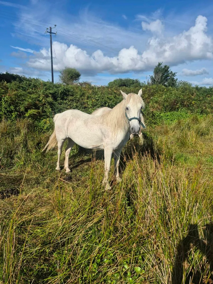 CONNEMARA PONY GRADE 1 - Image 4